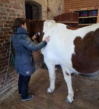 Schallwelltherapie bei Pferden