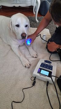 Ultraschalltherapie bei Hunden
