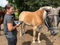 MET-Behandlung bei Pferden