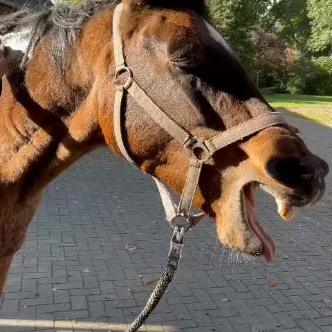 Ultraschalltherapie beim Pferd