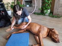 Physiotherapie beim Hund